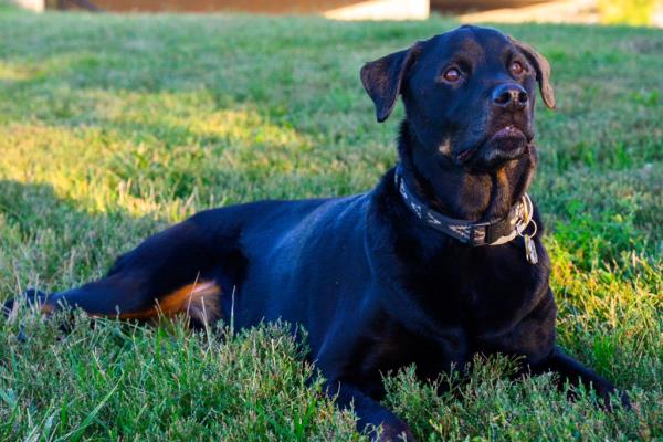 /Images/uploads/MidAmerica Rottweiler Rescue/adoptarottphotocontest/entries/10298.jpg